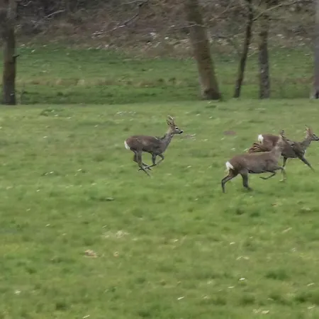 Carpe Diem - Cote-montagnes アパート Oderen